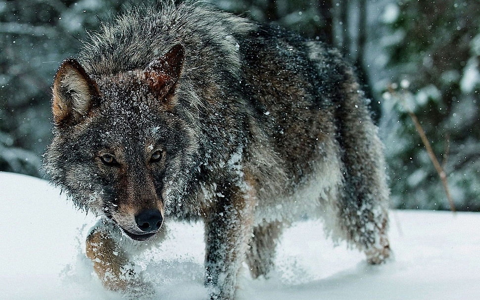 gray wolf, wolf HD wallpaper