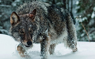 gray wolf, wolf