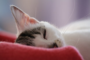 selective photo of white tabby cat sleeping on red pad