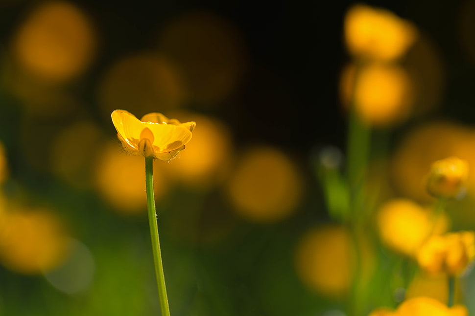 zoom-in photo of yellow flowering plant, buttercups HD wallpaper