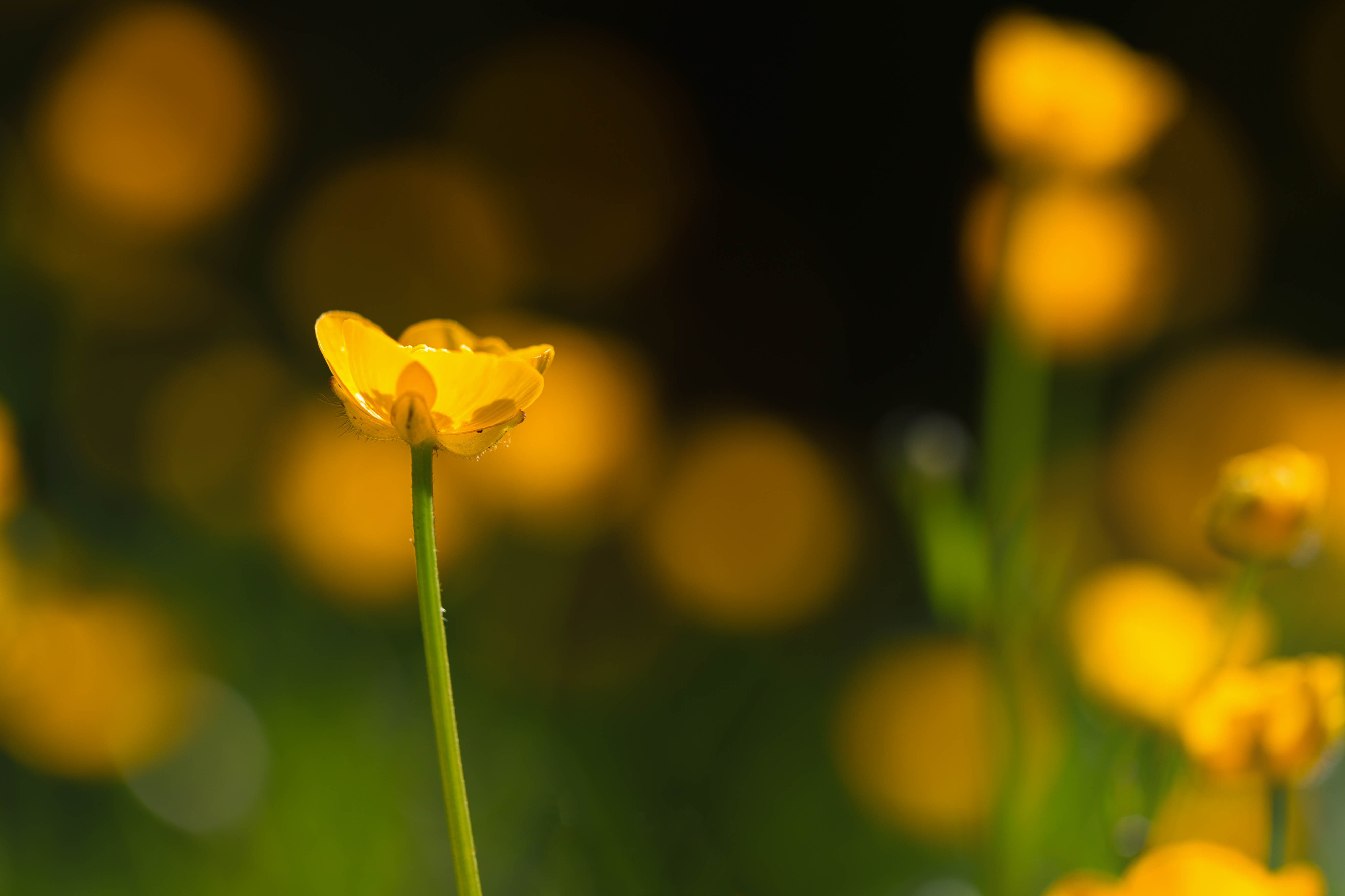 zoom-in photo of yellow flowering plant, buttercups
