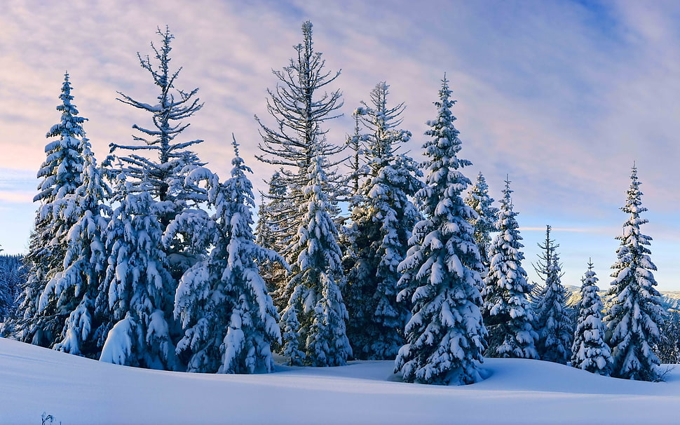 green tree lot, landscape, trees, snow, winter HD wallpaper