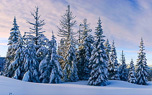 green tree lot, landscape, trees, snow, winter
