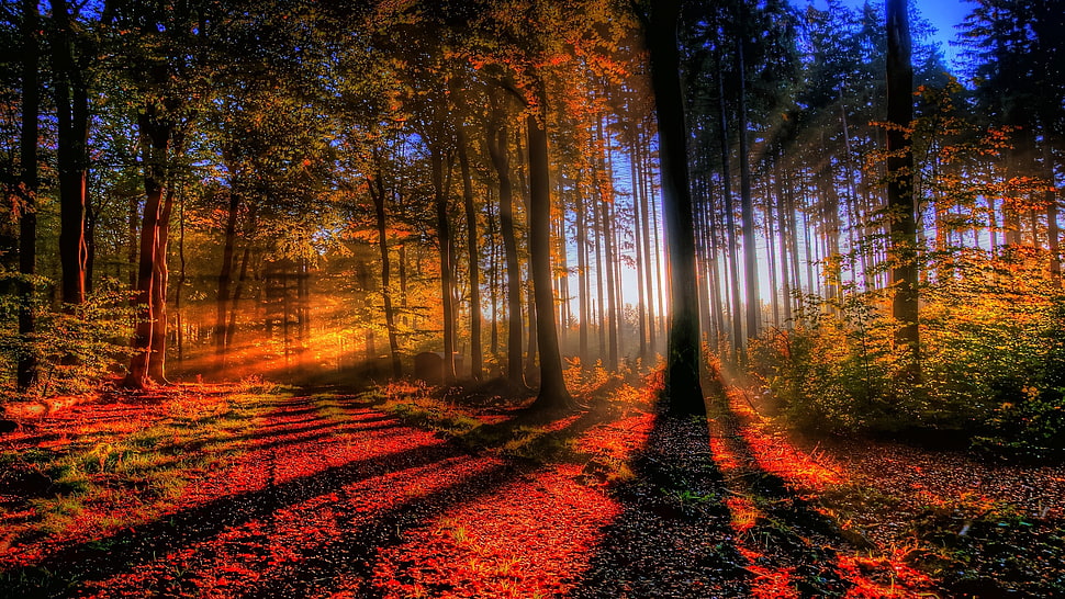 forest during day HD wallpaper