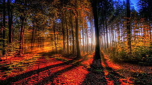 forest during day HD wallpaper