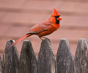Northern Cardinal bird HD wallpaper