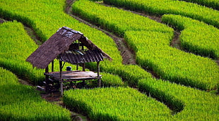 green and black stripe textile, field, rice paddy