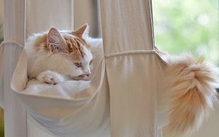 orange Tabby cat on white hammock