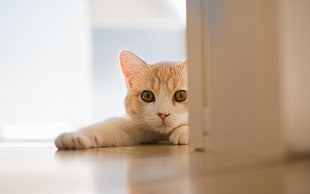 orange tabby cat reclining near door