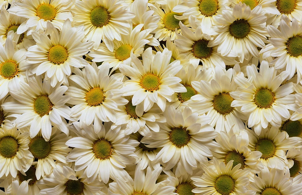 white Daisy flower lot HD wallpaper