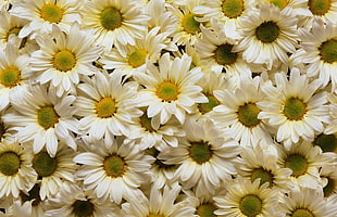 white Daisy flower lot