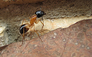 brown and black ant, ants, macro, insect, rock