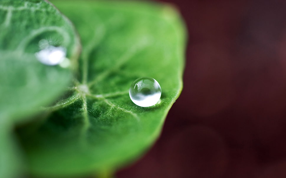 water drop and green leaf, nature, macro HD wallpaper