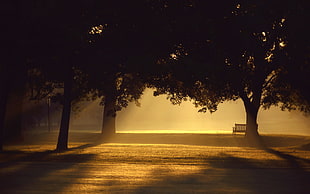 patio bench, trees, sunlight, mist, photography HD wallpaper