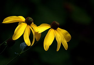 close up photo of yellow Blackeyed Susan flowers HD wallpaper
