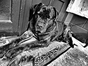 adult black Labrador retriever, monochrome, animals, dog, cane corso HD wallpaper