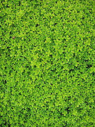 green leafed plant foliage HD wallpaper
