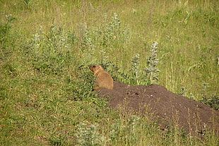 bronw animal surrounded by green leaves grass during daytime