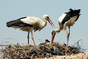 two white and black crane on brown nest