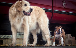 golden retriever and boxer puppy HD wallpaper