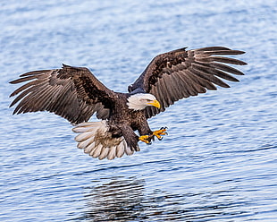 Bald Eagle Hunting in ocean HD wallpaper
