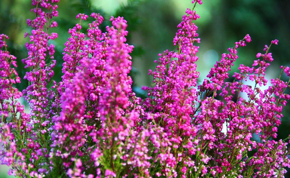 pink flowers HD wallpaper