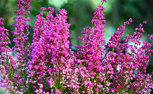 pink flowers HD wallpaper