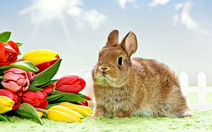 brown rabbit near Tulip flower bouquet HD wallpaper