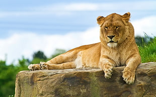 brown lion lying on stone during daytime HD wallpaper