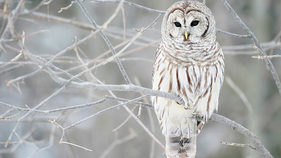 brown and white owl, owl, birds, branch HD wallpaper