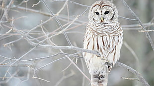 brown and white owl, owl, birds, branch