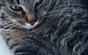 brown tabby cat HD wallpaper