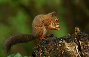 selective focus photography of squirrel eating nut on top of wood log