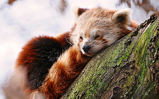 red panda, animals, wildlife, red panda HD wallpaper