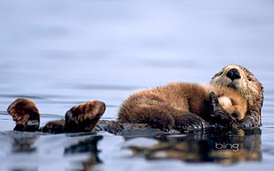 Otter hugging each other while on water HD wallpaper