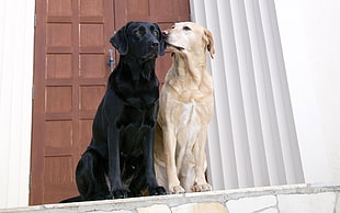 two adult black and yellow Labrador retrievers, dog, Labrador Retriever, animals