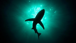 adult shark, animals, shark, sea, natural light