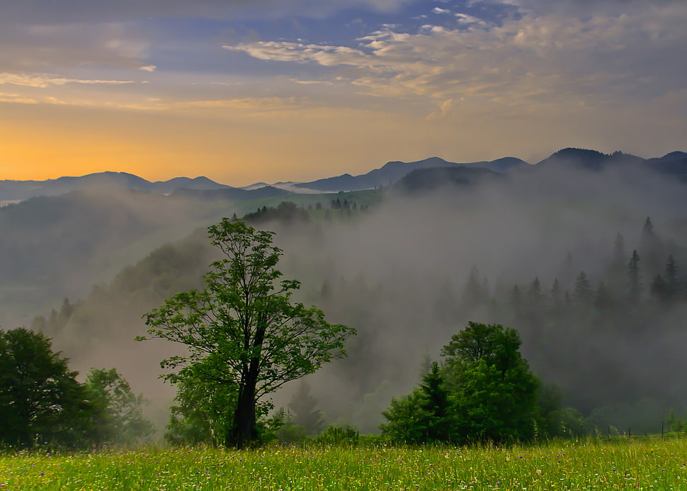 green trees and glacier mountains at daytime HD wallpaper