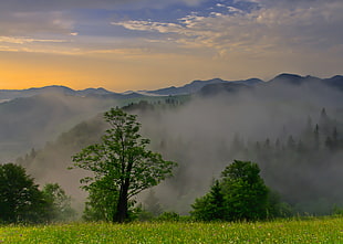 green trees and glacier mountains at daytime