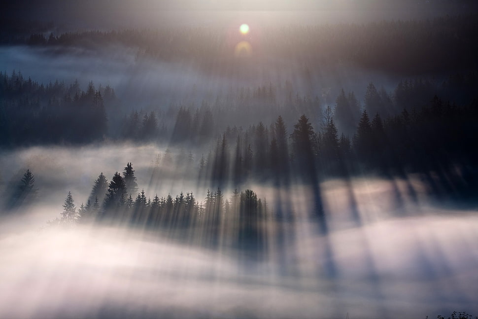 foggy forest, mist, forest, nature, landscape HD wallpaper