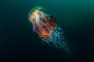 brown, blue, and yellow jellyfish, nature, underwater, sea, animals
