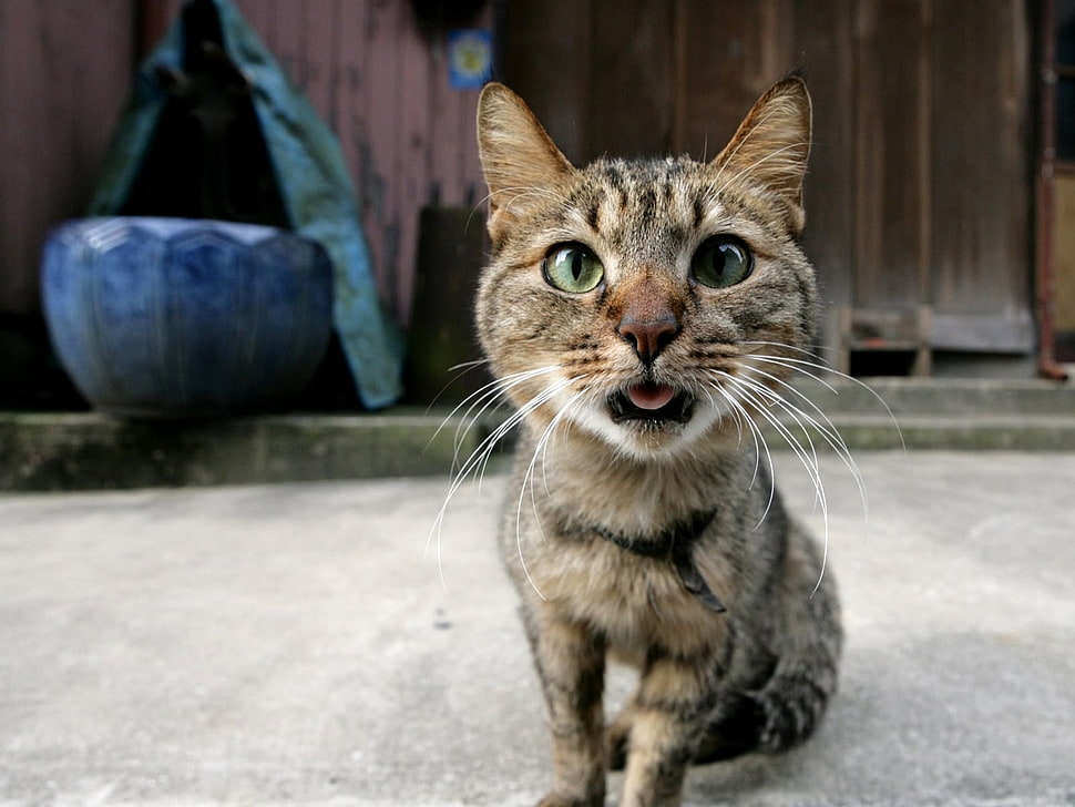brown tabby cat HD wallpaper