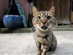 brown tabby cat HD wallpaper