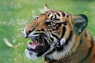 Tiger on grass field HD wallpaper