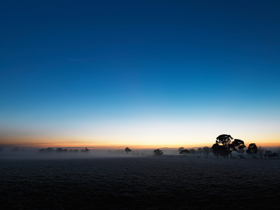 green tree, landscape, sky HD wallpaper