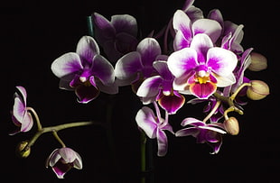 white-and-purple orchid flowers