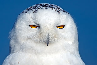 white and blue owl
