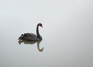black swan on body of water HD wallpaper