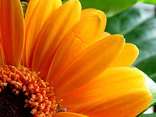 sunflower close view, orange HD wallpaper