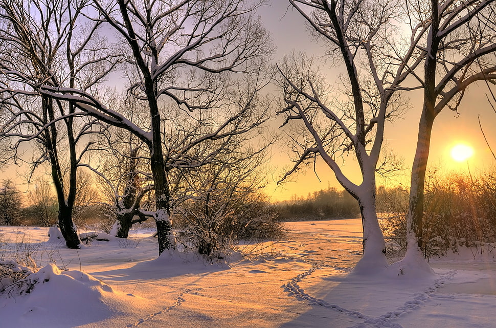 tall tree covered with snow during sunset HD wallpaper